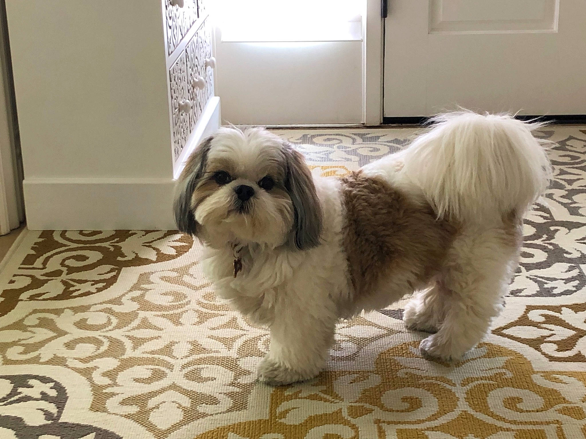 Fluffy joined the competition — help win amazing prizes! ancient_dog_breeds, canidae, carnivore, chinese_imperial_dog, companion_dog, dog, dog_breed, lhasa_apso, liver, lowchen, maltepoo, mammal, non_sporting_group, rare_breed_dog, shih_tzu, snout, sporting_group, tibetan_terrier, toy_dog, vertebrate