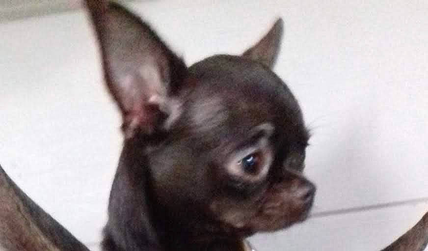 Ophélia participe au concours pour gagner de l'argent avec cette photo : canidae, carnivore, companion_dog, corgi_chihuahua, dog, dog_breed, ear, fawn, fur, liver, non_sporting_group, snout, sporting_group, terrestrial_animal, toy_dog, whiskers, working_animal