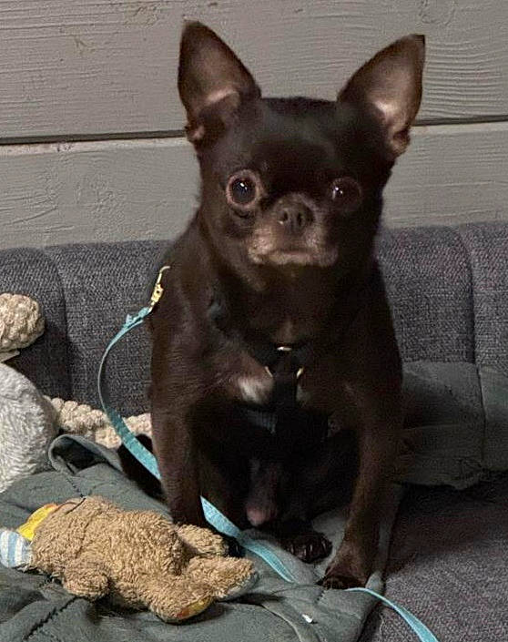 Ophélia a rejoint le concours — aidez-le/la à gagner de superbes lots ! canidae, carnivore, chihuahua, companion_dog, corgi_chihuahua, dog, dog_breed, ear, fawn, fur, liver, non_sporting_group, puppy, snout, sporting_group, terrestrial_animal, toy_dog, whiskers, working_animal