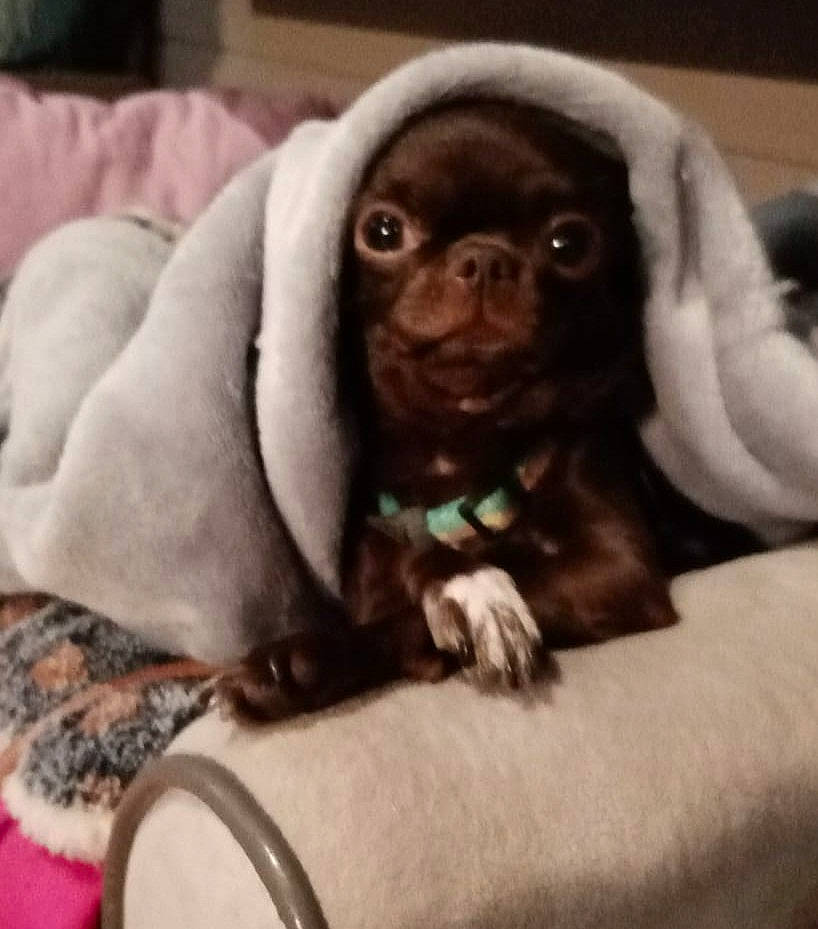 Ophélia a rejoint le concours — aidez-le/la à gagner de superbes lots ! bored, canidae, carnivore, comfort, companion_dog, dog, dog_breed, fawn, fur, liver, metal, non_sporting_group, sitting, snout, sporting_group, terrestrial_animal, toy_dog, whiskers, working_animal, wrinkle