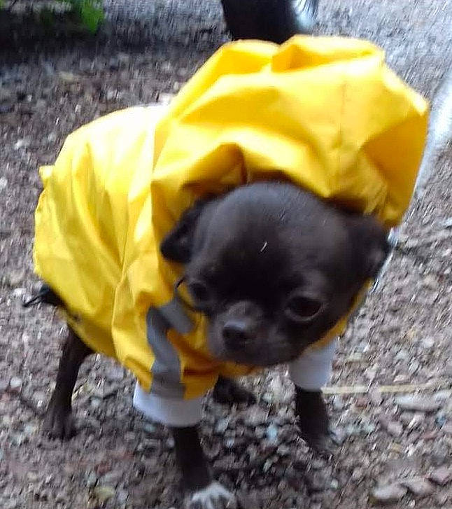 Ophélia a rejoint le concours — aidez-le/la à gagner de superbes lots ! canidae, carnivore, companion_dog, dog, dog_breed, dog_clothes, dog_supply, eye, fawn, grass, personal_protective_equipment, plant, snout, sporting_group, tail, terrestrial_animal, toy_dog, whiskers, working_animal, yellow