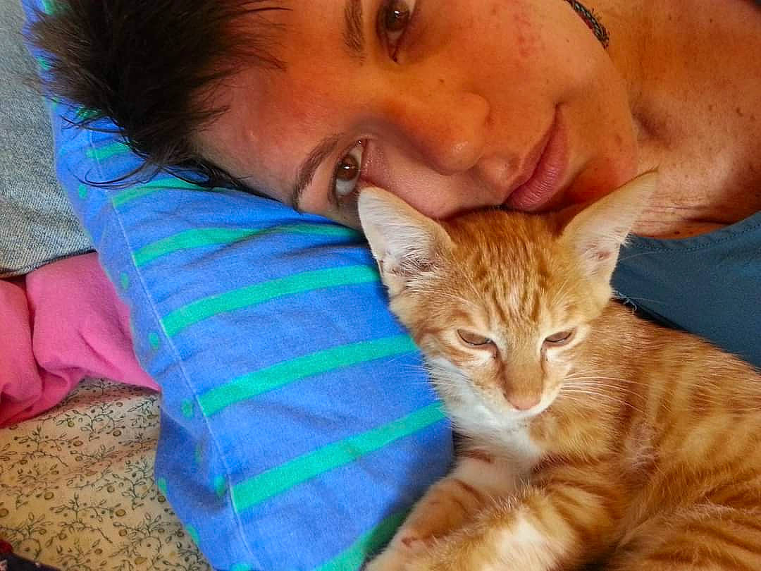 Kaki participe au concours pour gagner de l'argent avec cette photo : carnivore, cat, claw, comfort, domestic_short_haired_cat, ear, eyelash, fawn, felidae, fur, gesture, happy, nap, paw, sitting, small_to_medium_sized_cats, tail, whiskers