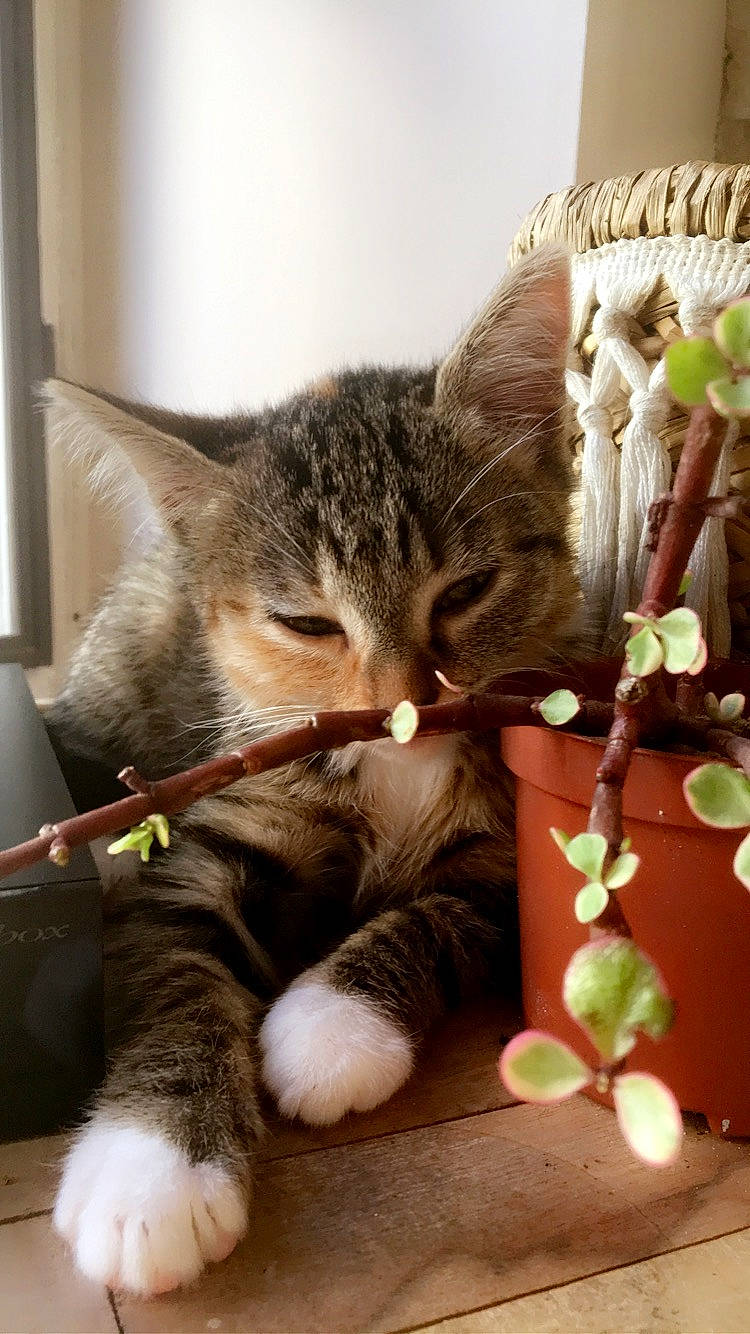 Cally a rejoint le concours — aidez-le/la à gagner de superbes lots ! art, carnivore, cat, claw, comfort, domestic_short_haired_cat, fawn, felidae, fur, nap, paw, photo_caption, small_to_medium_sized_cats, snout, tail, terrestrial_animal, twig, whiskers, wood