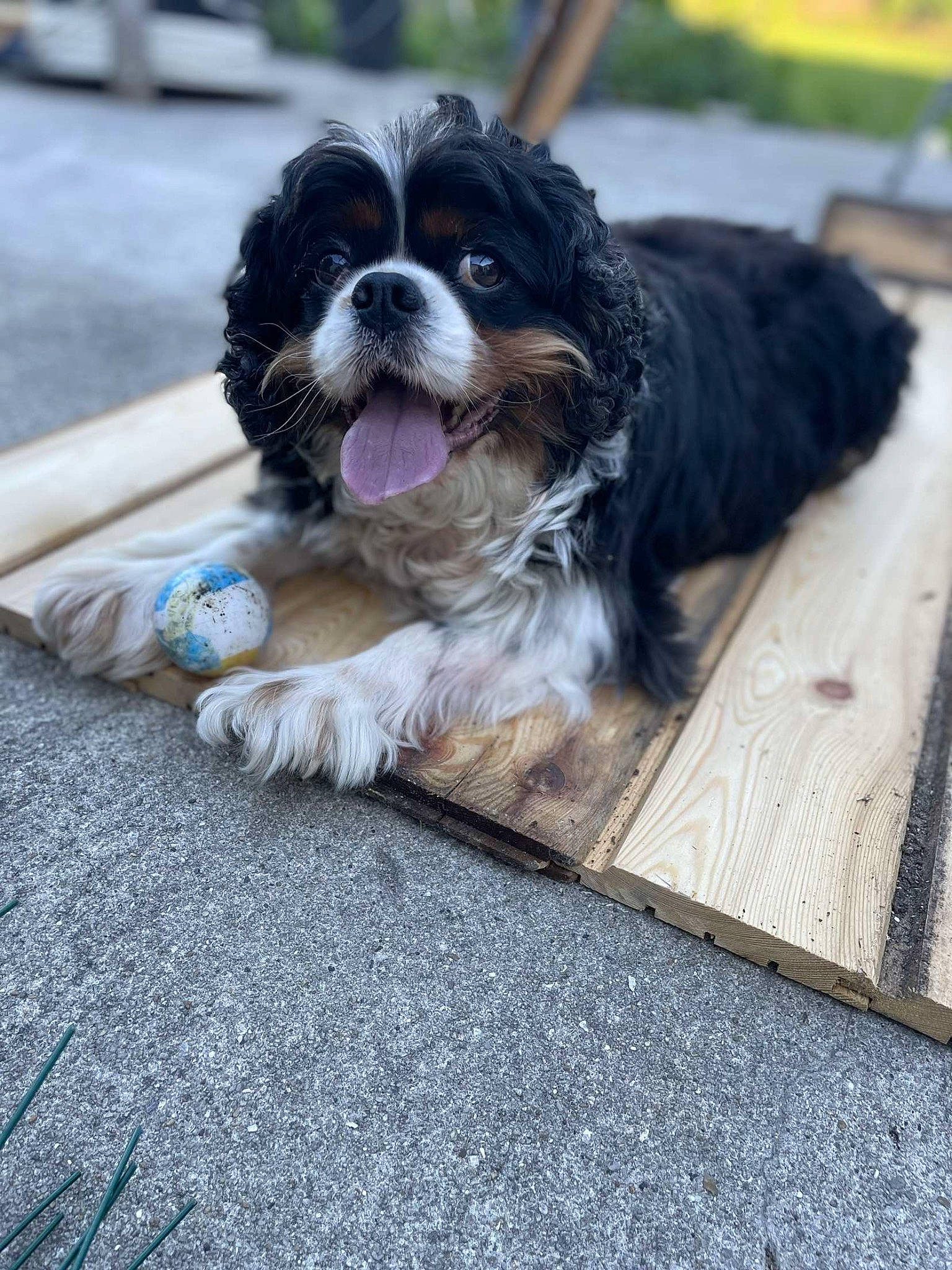 Samy participe au concours pour gagner de l'argent avec cette photo : asphalt, canidae, carnivore, companion_dog, dog, dog_breed, foot, fur, non_sporting_group, recipe, road_surface, snout, sporting_group, toy_dog, working_animal, working_dog