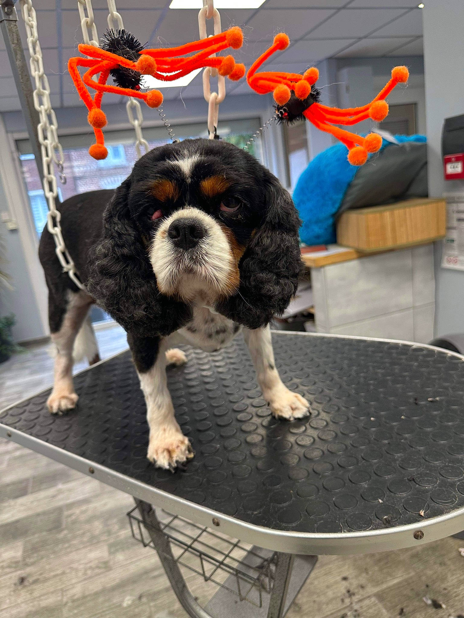 Samy a rejoint le concours — aidez-le/la à gagner de superbes lots ! canidae, carnivore, cavalier_king_charles_spaniel, companion_dog, dog, dog_breed, flooring, fur, giant_dog_breed, herding_dog, non_sporting_group, snout, spaniel, sporting_group, table, tail, toy_dog, vertebrate, working_animal, working_dog