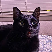 Bitty is registered to the contest to win money with this photo: black_cat, cat, pet, animal, indoor, blanket, window_blinds, whiskers, fur, ears, eyes, tongue, curious, resting, cozy, domestic_cat, mammal, cute, close_up, portrait