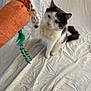 animal, black_and_white, carrot_toy, cat, closeup, curious, cute, domestic_cat, ears, feline, fur, indoor, looking, paw, pet, playful, sitting, toy, whiskers, white_background