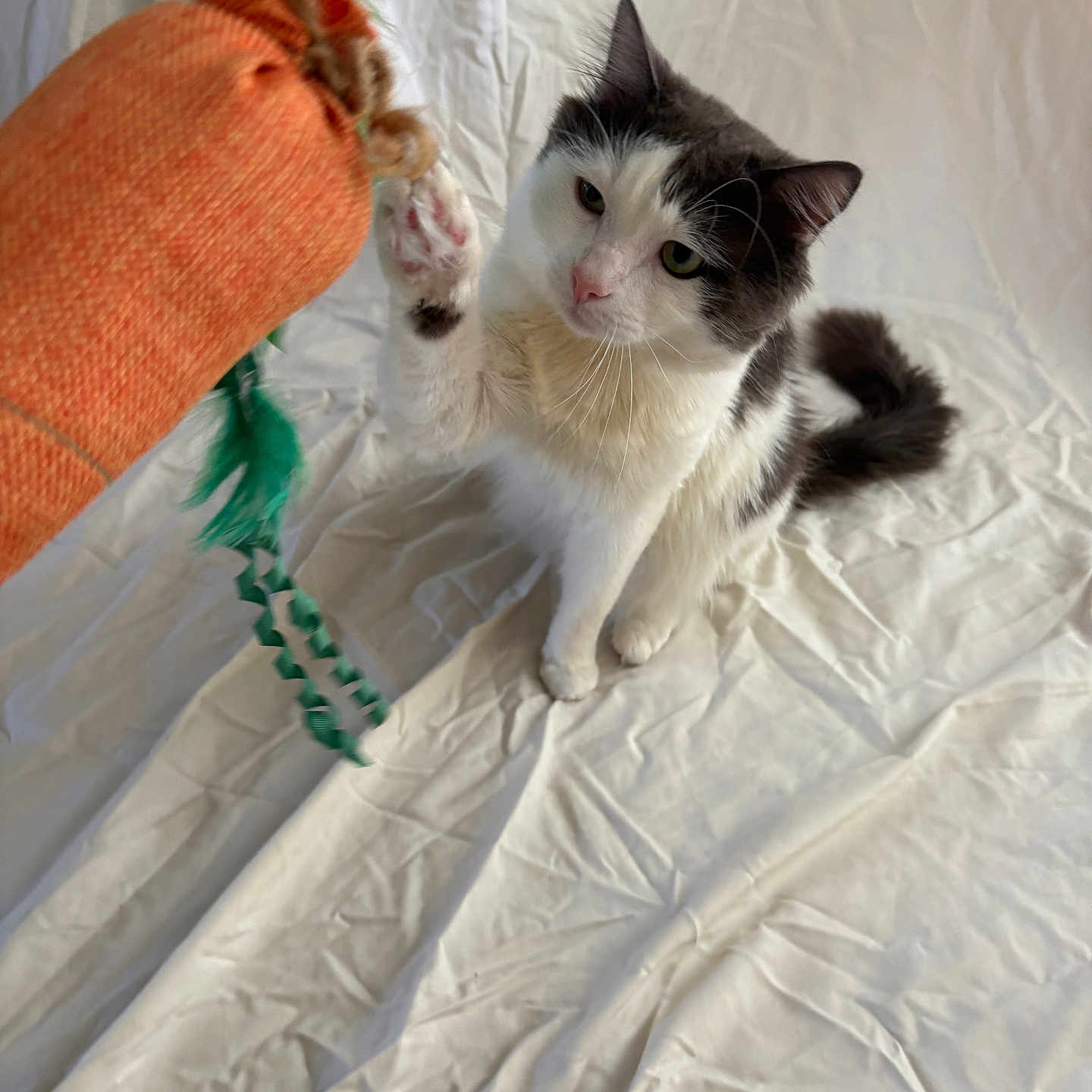 Furrball is registered to the contest to win money with this photo: animal, black_and_white, carrot_toy, cat, closeup, curious, cute, domestic_cat, ears, feline, fur, indoor, looking, paw, pet, playful, sitting, toy, whiskers, white_background