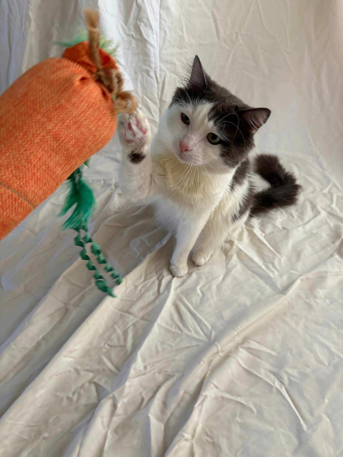 Furrball is registered to the contest to win money with this photo: animal, black_and_white, carrot_toy, cat, closeup, curious, cute, domestic_cat, ears, feline, fur, indoor, looking, paw, pet, playful, sitting, toy, whiskers, white_background