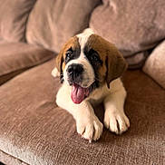 Callie joined the competition — help win amazing prizes! animal, brown_couch, canine, cozy, cushion, cute, dog, domestic_animal, friendly, fur, home, indoor, paw, pet, puppy, relaxed, snout, soft_texture, tongue_out, young_dog