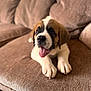 animal, brown_couch, canine, cozy, cushion, cute, dog, domestic_animal, friendly, fur, home, indoor, paw, pet, puppy, relaxed, snout, soft_texture, tongue_out, young_dog