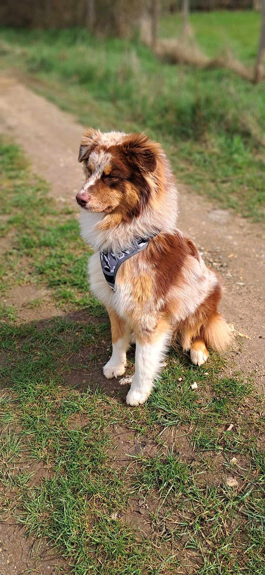 Vénom participe au concours pour gagner de l'argent avec cette photo : dog, animal, outdoor, grass, dirt, path, pet, canine, fur, sitting, harness, brown, white, tan, nature, daylight, looking_away, quiet, calm, cute