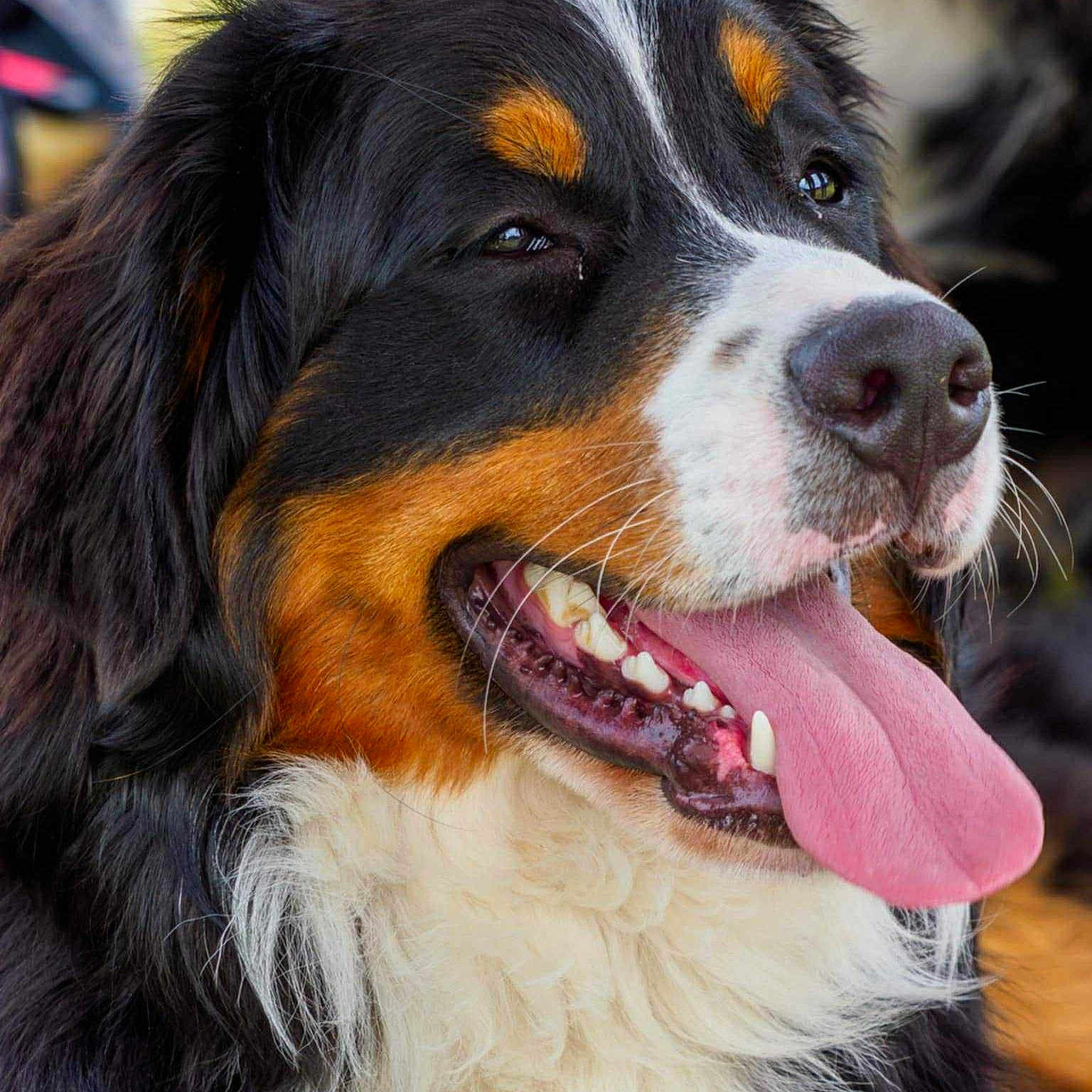 Vako participe au concours pour gagner de l'argent avec cette photo : dog, bernese_mountain_dog, tongue_out, close_up, happy, pet, animal, fur, mouth, teeth, black_fur, brown_fur, white_fur, nose, whiskers, canine, muzzle, portrait, outdoor, friendly
