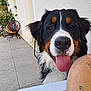 Vako a rejoint le concours — aidez-le/la à gagner de superbes lots ! dog, bernese_mountain_dog, tongue_out, pet, animal, outdoor, patio, chair, arm, tattoo, bracelet, happy, close_up, black_fur, white_fur, brown_fur, nose, ears, plants, tile_floor