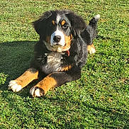 Vako a rejoint le concours — aidez-le/la à gagner de superbes lots ! dog, puppy, bernese_mountain_dog, grass, outdoor, sunlight, animal, pet, lying_down, tri_color, fur, canine, nature, playful, young, mammal, adorable, collar, summer, friendly