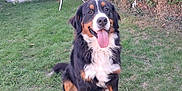 Vako a rejoint le concours — aidez-le/la à gagner de superbes lots ! dog, bernese_mountain_dog, grass, outdoor, garden, shed, ladder, tongue_out, happy, pet, canine, fur, black_fur, brown_fur, white_fur, sitting, nature, leafy_bush, yard, animal