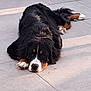 Vako participe au concours pour gagner de l'argent avec cette photo : dog, bernese_mountain_dog, lying_down, tiled_floor, black_fur, brown_fur, white_fur, paw, outdoor, pet, animal, canine, resting, relaxed, fur, large_dog, looking, cute, companion, domestic_animal