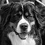Unwin a rejoint le concours — aidez-le/la à gagner de superbes lots ! dog, bernese_mountain_dog, black_and_white, close_up, portrait, animal, pet, tongue_out, drooling, fur, happy, canine, muzzle, face, whiskers, outdoor, friendly, companion, cute, animal_portrait