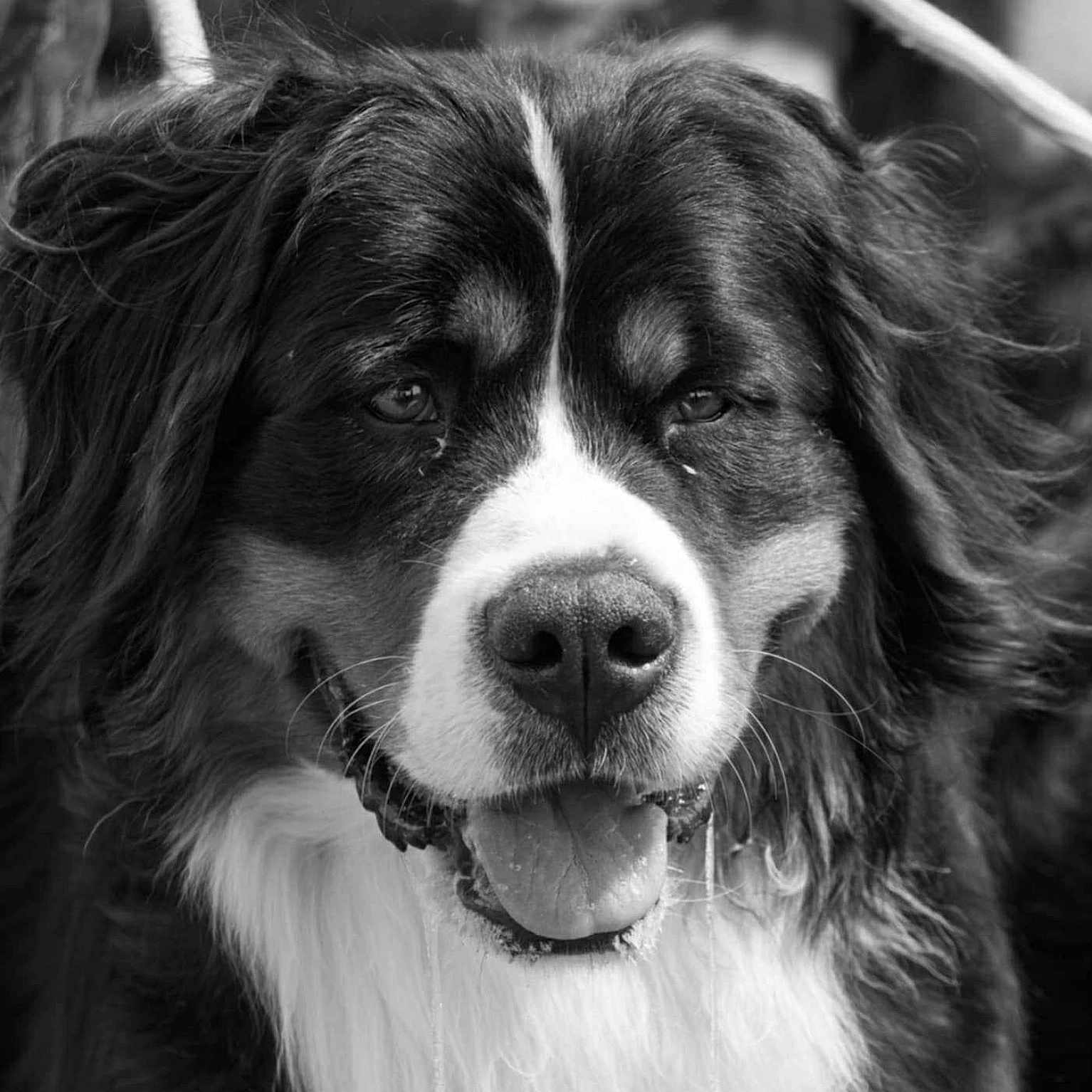 Unwin a rejoint le concours — aidez-le/la à gagner de superbes lots ! animal, animal_portrait, bernese_mountain_dog, black_and_white, canine, close_up, companion, cute, dog, drooling, face, friendly, fur, happy, muzzle, outdoor, pet, portrait, tongue_out, whiskers