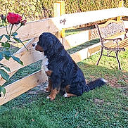 Unwin a rejoint le concours — aidez-le/la à gagner de superbes lots ! dog, bernese_mountain_dog, grass, fence, wooden_fence, rose, flower, bench, outdoor, pet, sitting, sunlight, greenery, garden, nature, animal, fur, side_view, calm, daylight