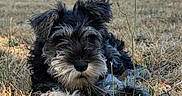 Biloute a rejoint le concours — aidez-le/la à gagner de superbes lots ! adorable, animal, black, canine, closeup, cute, dog, field, fur, grass, gray, leaf, lying_down, nature, outdoor, pet, puppy, sunlight, tree, young