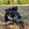 adorable, animal, black, canine, closeup, cute, dog, field, fur, grass, gray, leaf, lying_down, nature, outdoor, pet, puppy, sunlight, tree, young