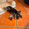 Biloute a rejoint le concours — aidez-le/la à gagner de superbes lots ! animal, black_and_gray, companion, cozy, cute, dog, domestic, ears, floor, fur, home, indoor, laying_down, pet_bed, puppy, relaxing, resting, small_dog, tile_floor, whiskers