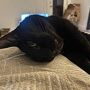 Jinx is registered to the contest to win money with this photo: animal, bedspread, black_cat, cat, closeup, cozy, cute, domestic_animal, eye, feline, fur, home, indoor, lying_down, mammal, pet, relaxing, resting, texture, whiskers
