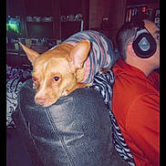 Duchess joined the competition — help win amazing prizes! dog, pet, indoor, leather_chair, sweater, man, headphones, orange_hoodie, relaxed, furniture, cabinet, shelf, cozy, home, portrait, side_view, resting, casual, brown_dog, striped_sweater