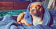 Duchess joined the competition — help win amazing prizes! dog, blanket, blue_blanket, cozy, indoor, furniture, wooden_drawer, television, relaxed, pet, canine, brown_dog, white_chest, comfort, resting, home, living_room, soft_texture, snuggled, animal