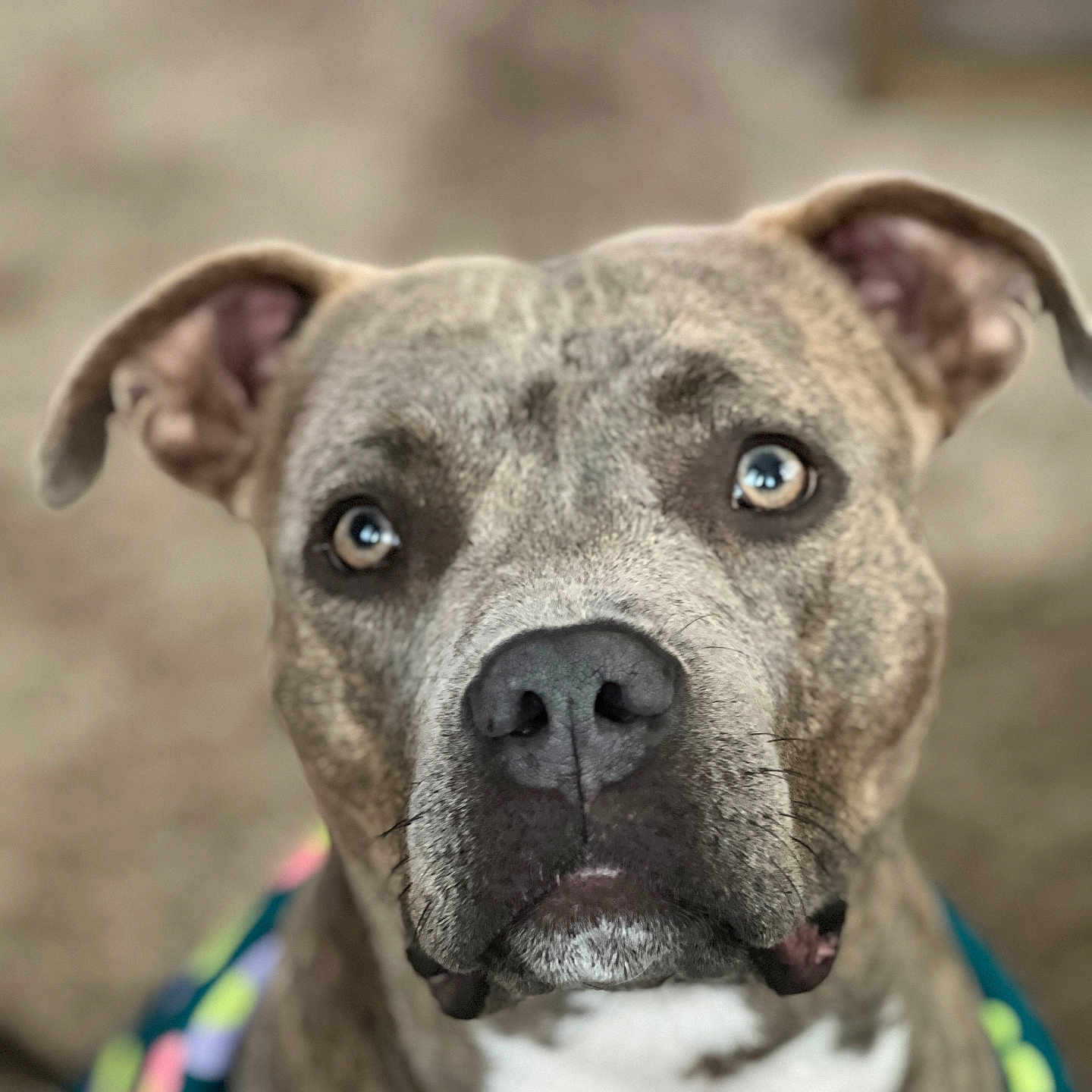 Winnie joined the competition — help win amazing prizes! dog, brindle, close_up, portrait, pet, animal, canine, face, ears, eyes, nose, fur, indoor, blurry_background, colorful_clothing, looking_up, muzzle, whiskers, expression, domestic
