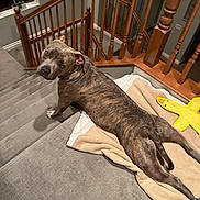 Winnie joined the competition — help win amazing prizes! dog, brindle, carpet, stairs, blanket, wooden_banister, indoor, pet, looking_back, toy, yellow_toy, relaxed, home, curious, animal, mammal, fur, paw, tail, house