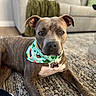 dog, brindle, bandana, indoor, rug, living_room, couch, throw_blanket, pet, canine, name_tag, floor, animal, ears, portrait, laying_down, brown, white_paw, domestic_animal, cute