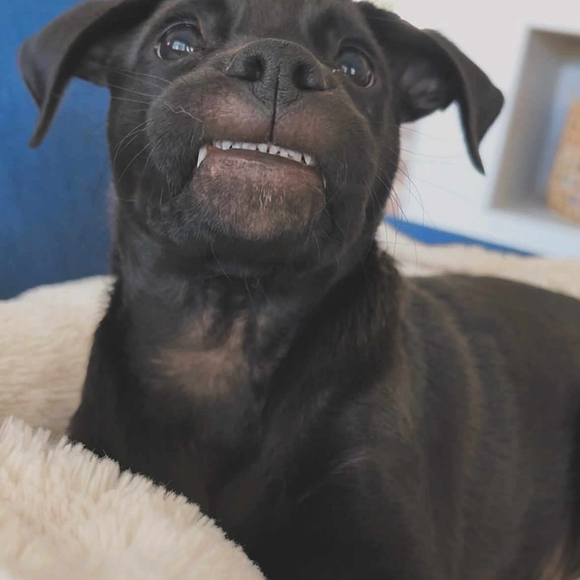 Milo Moo is registered to the contest to win money with this photo: animal, black_dog, blanket, canine, closeup, cozy, cute, dog, ears, expression, fur, indoors, lying_down, nose, pet, portrait, puppy, teeth, whiskers, young_dog