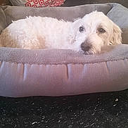 Gucci joined the competition — help win amazing prizes! dog, white_dog, pet_bed, gray_bed, curled_up, indoor, floor, black_floor, fur, resting, relaxed, canine, cozy, domestic_animal, animal, bedroom, household, looking, quiet, cute