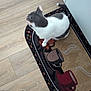 cat, gray_and_white_cat, rug, coffee_cups, wooden_floor, cabinet, indoor, pet, curious, feline, floor_mat, household, domestic_animal, animal, cozy, leopard_print_slipper, side_view, sitting, quiet, home
