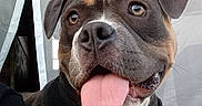 Nala a rejoint le concours — aidez-le/la à gagner de superbes lots ! dog, portrait, happy, tongue_out, open_mouth, brown_and_white, short_hair, harness, paw_print, standing, pet, companion, outdoor, close_up, floppy_ears, facial_expression, animal, leash, black_clothing, vertical_photo