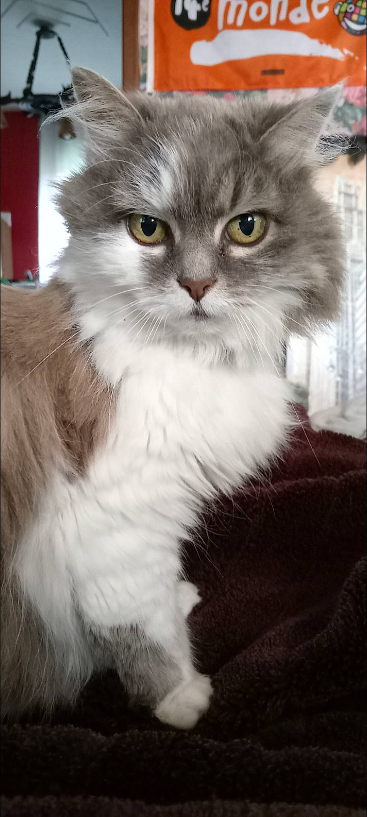 Nessie participe au concours pour gagner de l'argent avec cette photo : british_longhair, carnivore, cat, eye, fawn, felidae, fur, small_to_medium_sized_cats, snout, tail, terrestrial_animal, whiskers