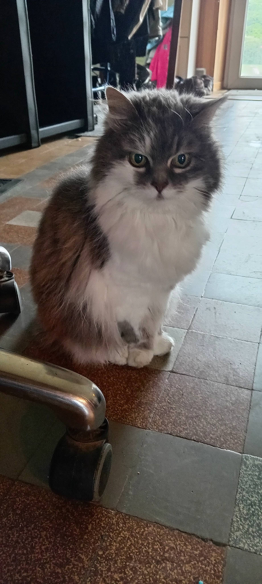 Nessie participe au concours pour gagner de l'argent avec cette photo : box, british_longhair, carnivore, cat, chair, claw, companion_dog, domestic_short_haired_cat, felidae, flooring, fur, hardwood, paw, sitting, small_to_medium_sized_cats, snout, tail, tile_flooring, whiskers, wood