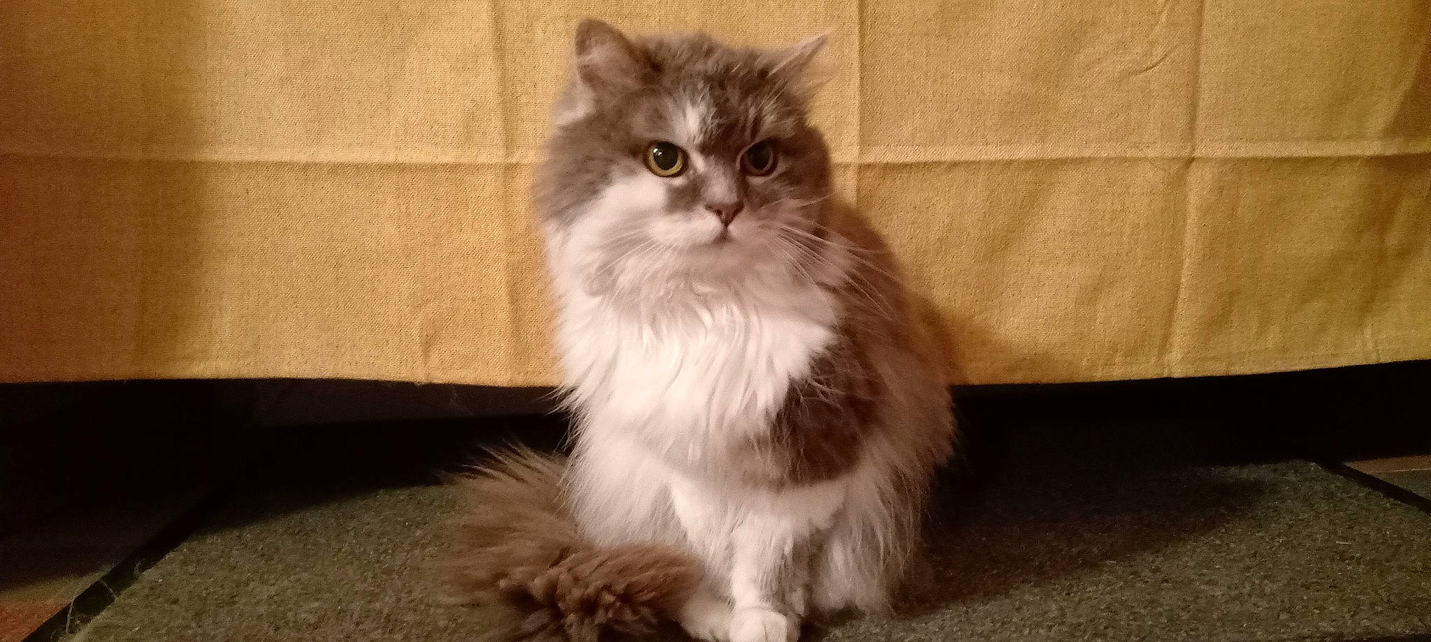 Nessie participe au concours pour gagner de l'argent avec cette photo : british_longhair, carnivore, cat, fawn, felidae, flooring, fur, paw, sitting, small_to_medium_sized_cats, snout, tail, terrestrial_animal, whiskers