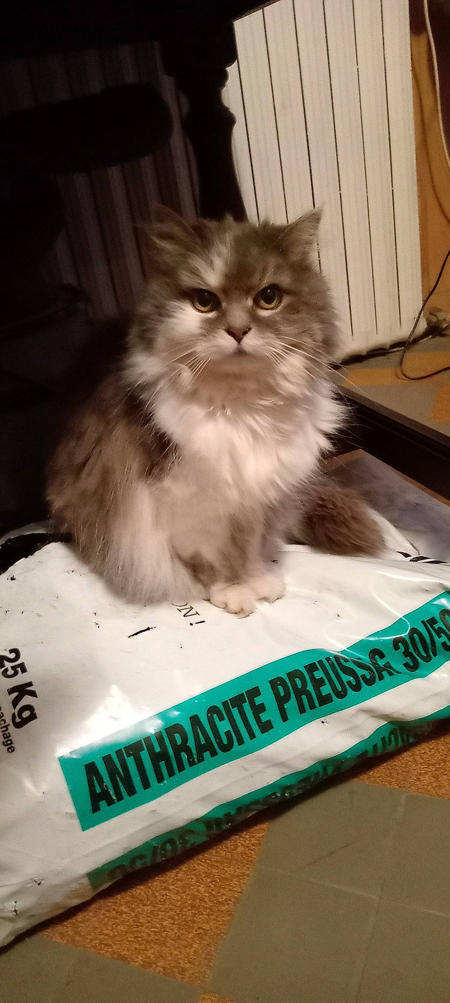 Nessie participe au concours pour gagner de l'argent avec cette photo : box, carnivore, cat, felidae, font, fur, packaging_and_labeling, paper_product, photo_caption, publication, sitting, small_to_medium_sized_cats, snout, terrestrial_animal, whiskers