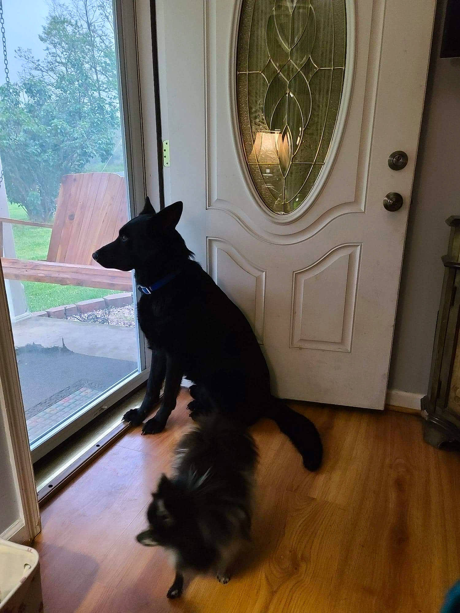 Bjourn is registered to the contest to win money with this photo: black_cat, canidae, carnivore, cat, dog, dog_breed, door, hardwood, schipperke, tail, window, wood
