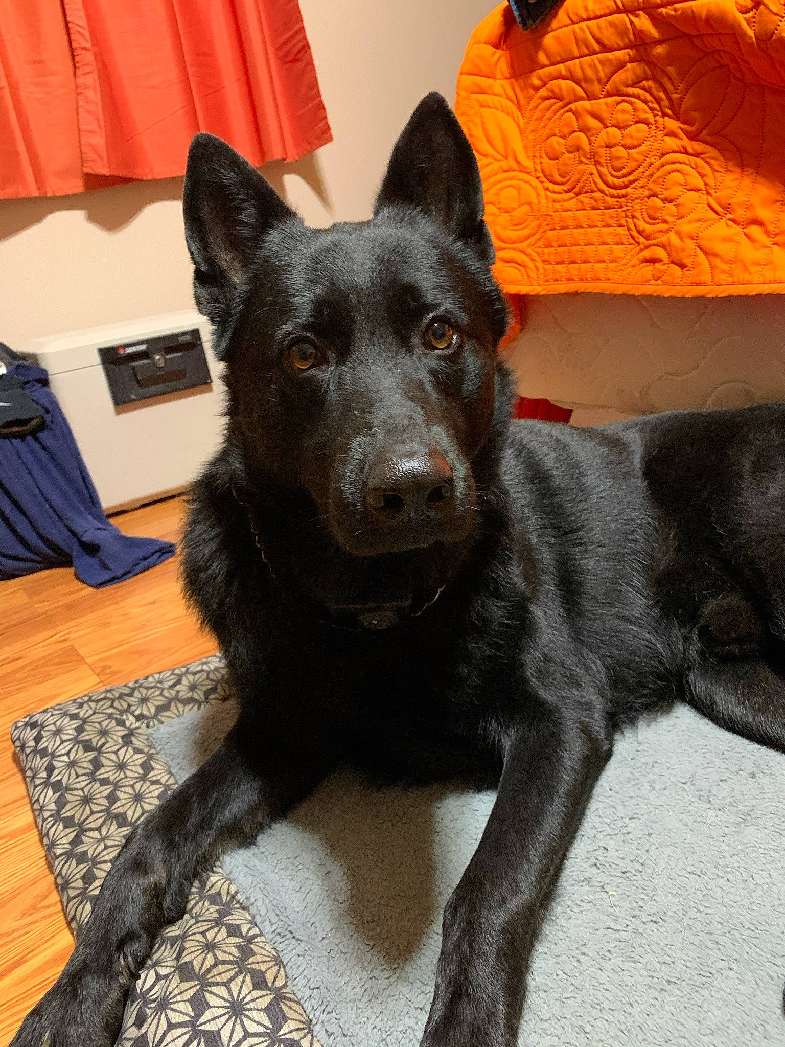 Bjourn is registered to the contest to win money with this photo: black_norwegian_elkhound, canidae, carnivore, dog, dog_breed, formosan_mountain_dog, kai_ken, mammal, rare_breed_dog, schipperke, snout, vertebrate