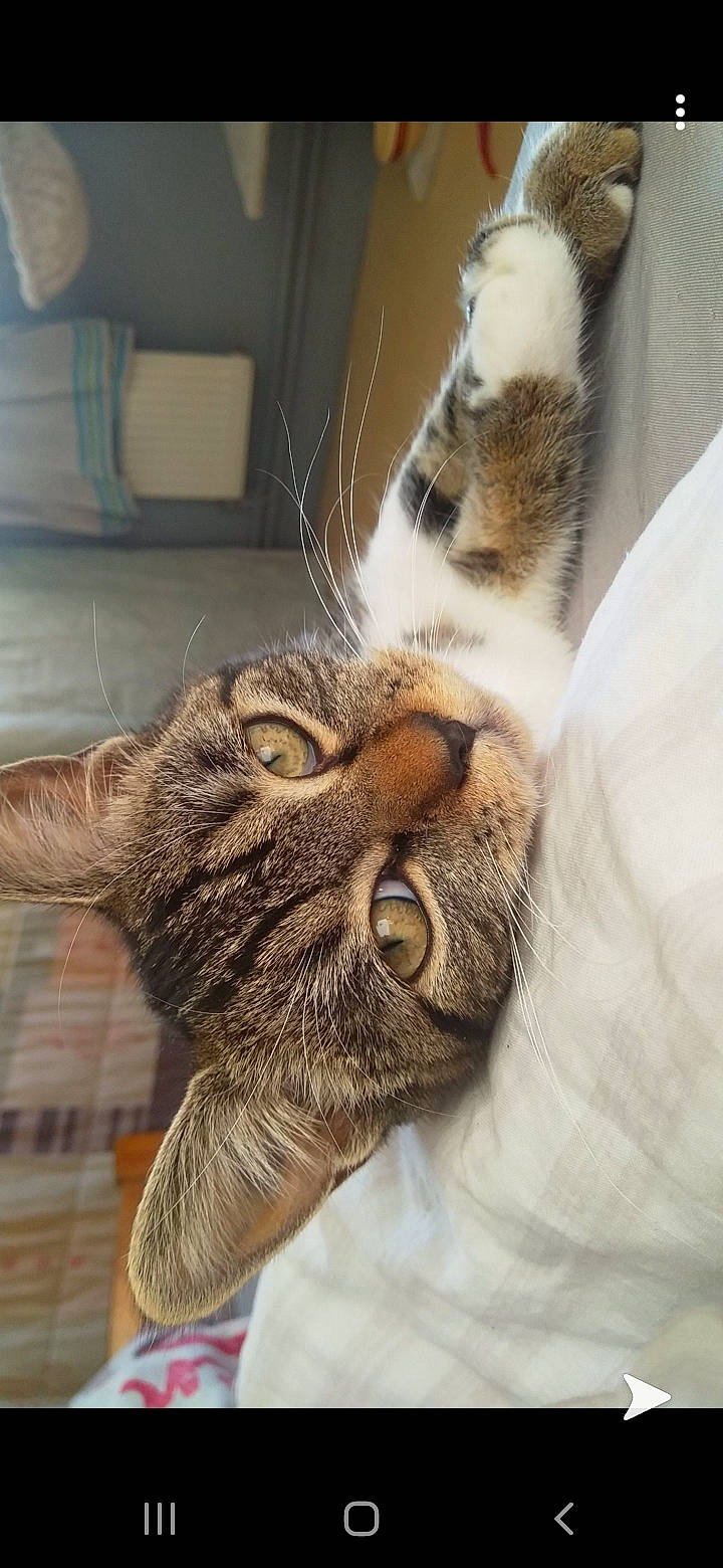 Minnie participe au concours pour gagner de l'argent avec cette photo : aegean_cat, american_shorthair, american_wirehair, asian, carnivore, cat, claw, close_up, domestic_short_haired_cat, dragon_li, european_shorthair, felidae, fur, mammal, paw, pixie_bob, small_to_medium_sized_cats, snout, tabby_cat, whiskers