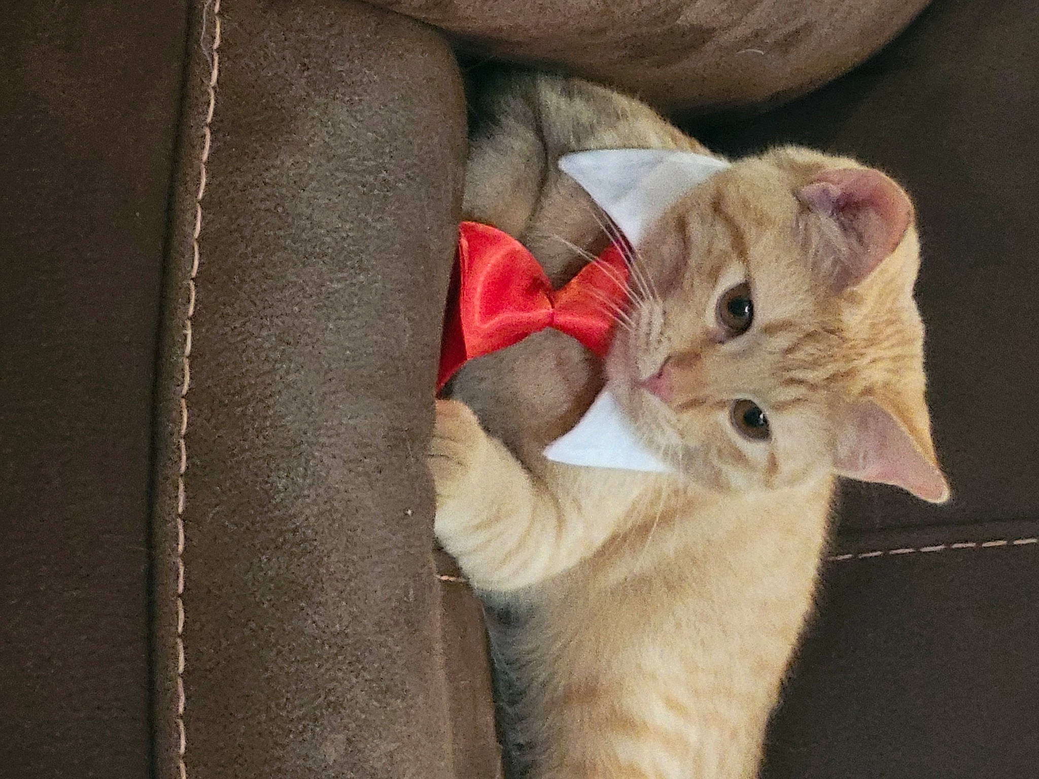 Donald joined the competition — help win amazing prizes! balinese, carnivore, cat, claw, comfort, domestic_short_haired_cat, ear, fawn, felidae, fur, paw, small_to_medium_sized_cats, snout, tail, whiskers, wood