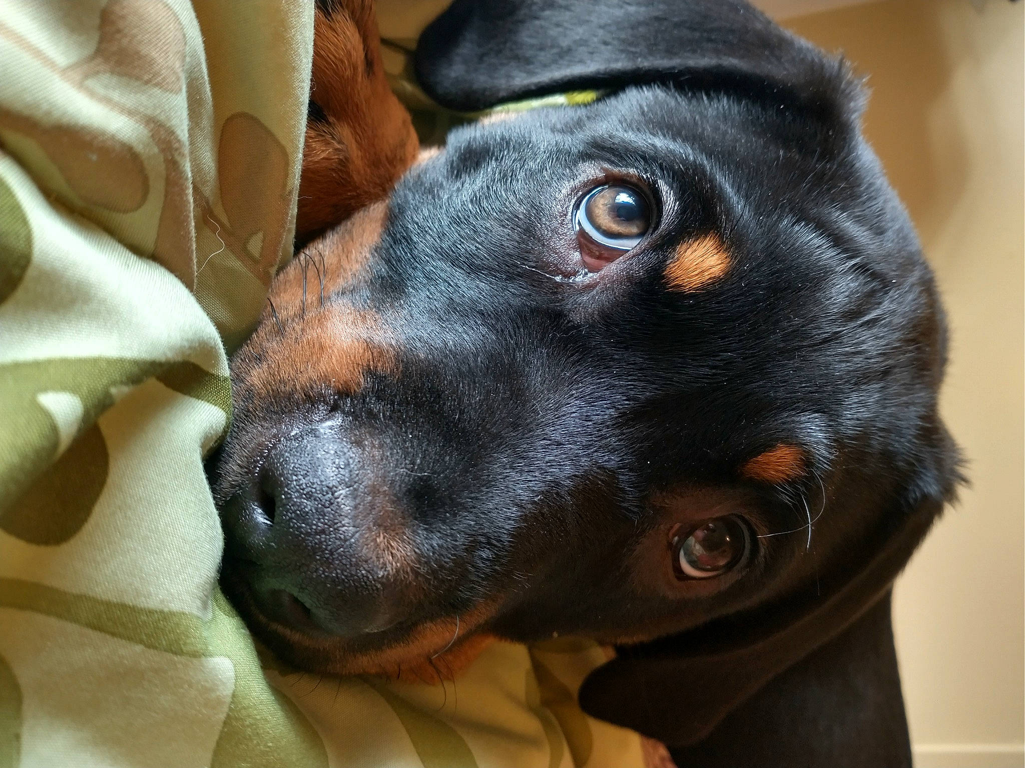 Watson is registered to the contest to win money with this photo: borador, canidae, carnivore, collar, companion_dog, dog, dog_breed, dog_collar, ear, fawn, fur, guard_dog, hunting_dog, liver, pet_supply, snout, sporting_group, whiskers, working_animal, working_dog