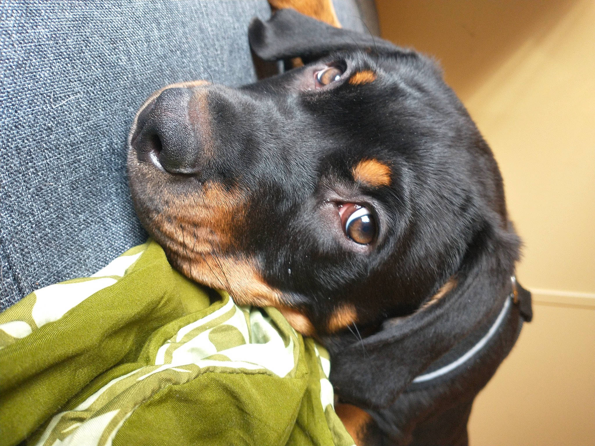 Watson joined the competition — help win amazing prizes! austrian_black_and_tan_hound, canidae, carnivore, collar, companion_dog, dog, dog_breed, dog_collar, ear, guard_dog, hound, liver, pinscher, snout, sporting_group, toy_dog, whiskers, working_animal, working_dog