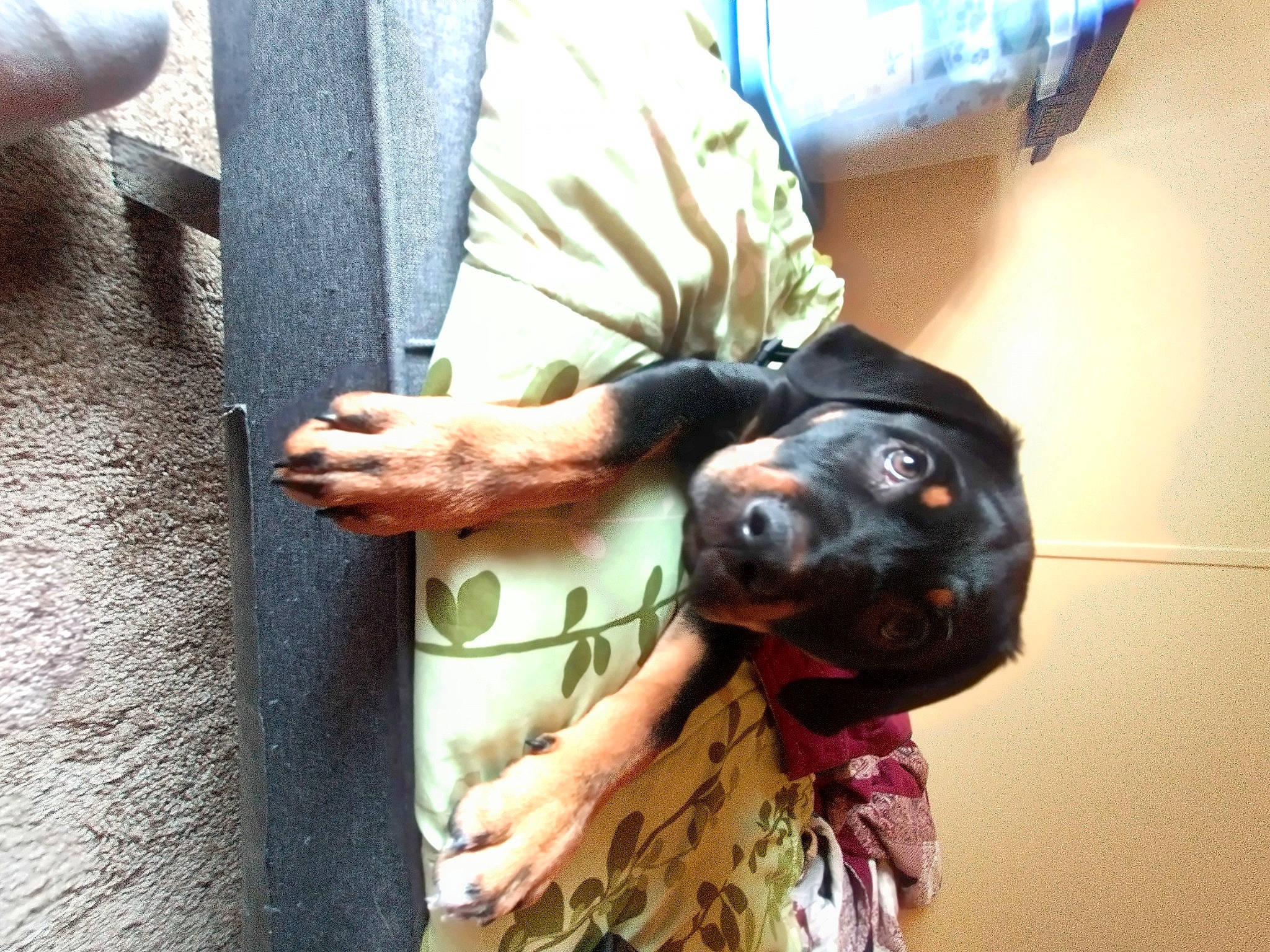 Watson joined the competition — help win amazing prizes! canidae, carnivore, companion_dog, dog, dog_breed, fawn, fur, gesture, guard_dog, military_camouflage, non_sporting_group, pattern, personal_protective_equipment, selfie, snout, sporting_group, toy, toy_dog, working_animal, working_dog