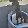 animal, back_view, black_dog, chair, curious, daylight, dog, ears, fence, home, leather, leather_chair, looking, outdoor, paw, pet, standing, tail, texture, wall