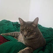 Lego joined the competition — help win amazing prizes! bed, bedding, blanket, cat, cat_face, ears, eyes, feline, fur, gray_cat, green_blanket, indoor, paws, pet, portrait, relaxed, resting, tabby_cat, wall, whiskers